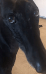 Family Guy Iraq Lobster