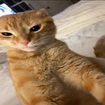 Ratchet Cat attacks owner