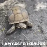 Tartaruga falando sobre o Free Fire de hoje em dia