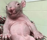 No No more thats it I dont car getmp3