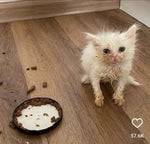 They dont like us - Nettspend