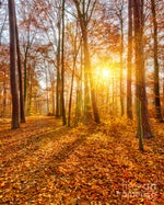 Its been a long long time Meme