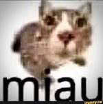 MIAU