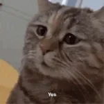 gabbie kilometers meow