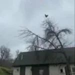 chicken-in-a-tree