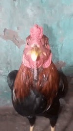 killer ayam