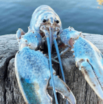 blue lobster