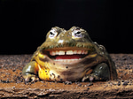 frog laughing meme