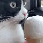 THE ICE CREAM IS BACK (iRon Channel Botrány)