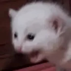 sweet cat scream