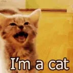 אני חתול - Sound