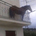 Watchmojo Horse