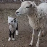 Who say chabin pa la mode?