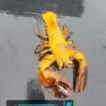 sisyphus prime