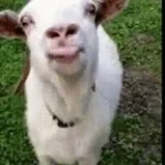 Goat Scream