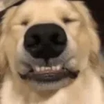 good boy
