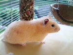 chomik polishboy