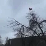chicken on tree