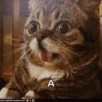 the-fox-has-die-updating-protect-other-survivors