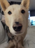 Hello my name is tiko