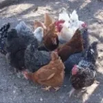 This chicken is cold (copy)