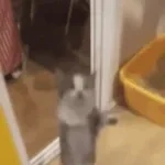 Hai