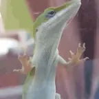 LIZARD