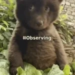 obverve the screen