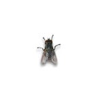 Sound_Ideas,_FLY_-_SINGLE_FLY_BUZZING_AROUND,_ANIMAL,_INSECT_01