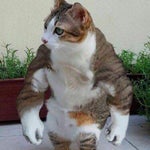 Autotune baby crying Sound Effect