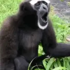monkey sounds