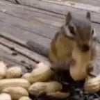 deez nuts remix song