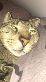 ULTRAKILL All Minos Prime Voice Lines