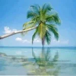 ILE DE LA SKIBIDI TENTA FRUIT