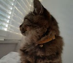 Unreal Tournament Scream