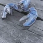 Surprise blue lobster meme