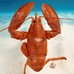 lobster
