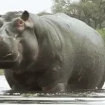 Hippo Huff