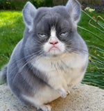 Halt die Fresse Hannah