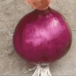 onion