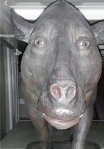 Cat laughing at you for 1 minute straight - Sound