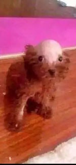 Hallelujah Salvation And Glory United Voices Choir w Stephen Hu