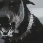 dog-growling-angry-101soundboards