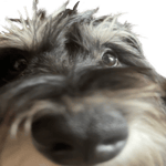 HABIBI Savurdu Yarrani