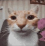 Opa en oma Mcdonalds