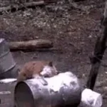 a minha mãe deixa cocaiana