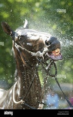 shower de horse im done