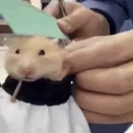 quiero un taper fade