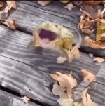 rana saltando risa muajaja