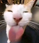 who is the king - Sound